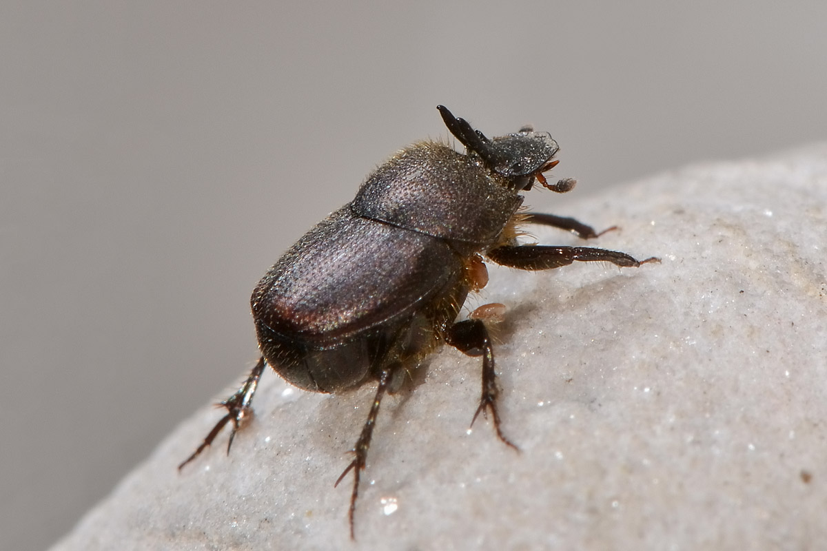 Onthophagus furcatus, Scarabaeidae